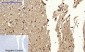 Calnexin Polyclonal Antibody